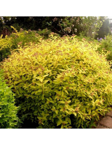 Tawuła japońska Golden Princess Spiraea japonica