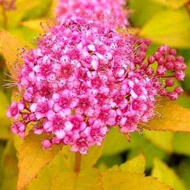 Tawuła japońska Spiraea japonica Golden Princess