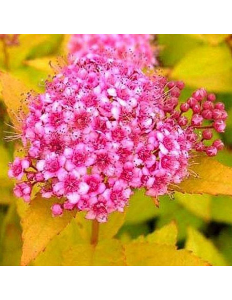 Tawuła japońska Spiraea japonica Golden Princess