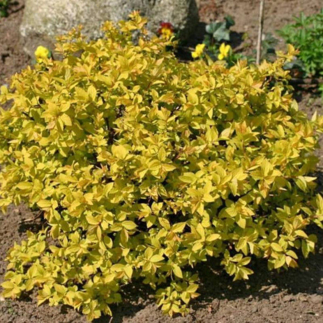 Spiraea japonica Tawuła japońska Golden Princess