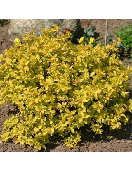 Spiraea japonica Tawuła japońska Golden Princess