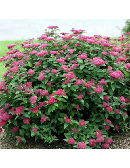 Tawuła japońska Froebelii Spiraea japonica