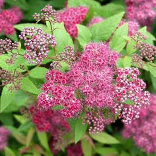 Tawuła japońska Froebelii Spiraea japonica 2
