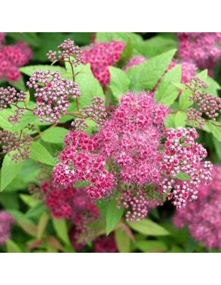 Froebelii Spiraea japonica Tawuła japońska
