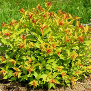 Goldflame Spiraea japonica Tawuła japońska 2