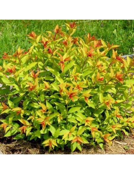 Tawuła japońska Goldflame Spiraea japonica
