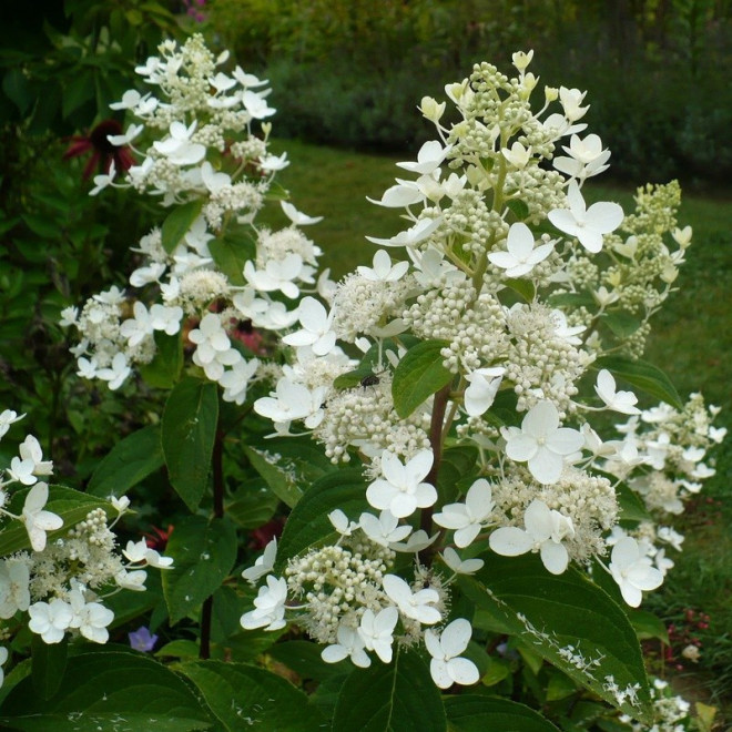 Hortensja bukietowa Ammarin Hydrangea paniculata