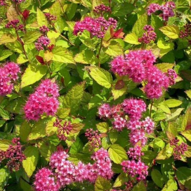 Goldflame Spiraea japonica Tawuła japońska