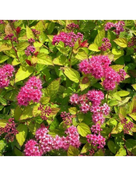 Goldflame Spiraea japonica Tawuła japońska