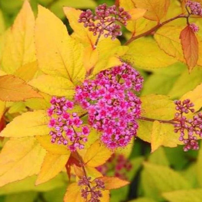 Tawuła japońska Firelight Spiraea japonica