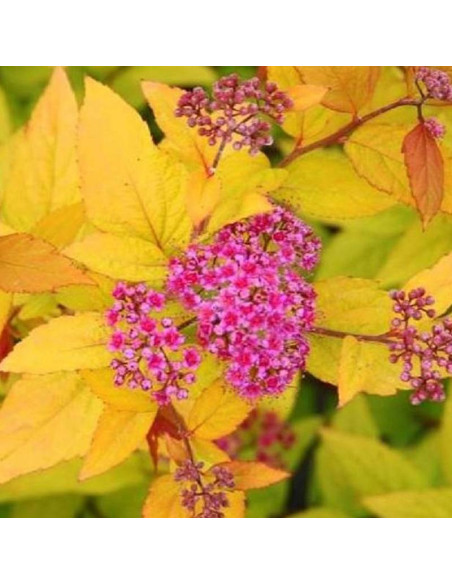 Tawuła japońska Firelight Spiraea japonica