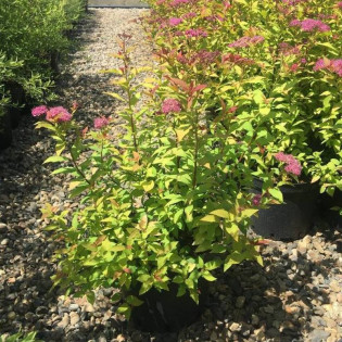 Tawuła japońska Firelight Spiraea japonica 2