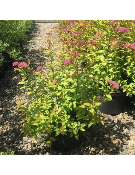 Firelight Spiraea japonica Tawuła japońska
