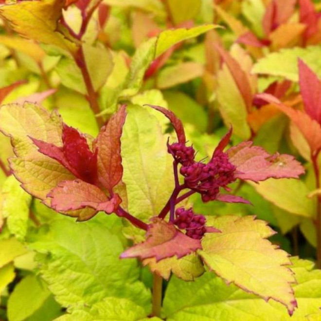 Tawuła japońska japonica Firelight Spiraea