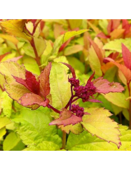 Tawuła japońska japonica Firelight Spiraea