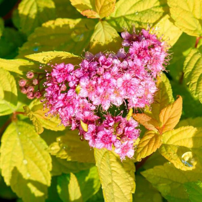 Goldmound Spiraea japonica Tawuła japońska