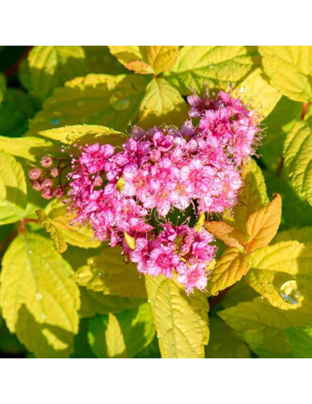 Goldmound Spiraea japonica Tawuła japońska