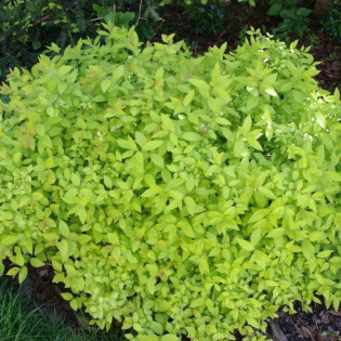 Goldmound Spiraea japonica Tawuła japońska 2