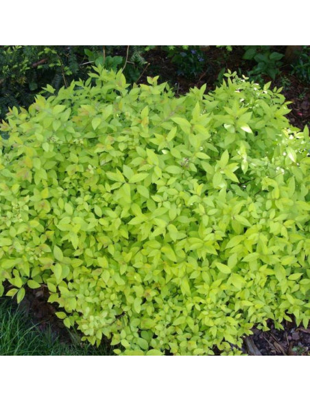 Tawuła japońska Goldmound Spiraea japonica