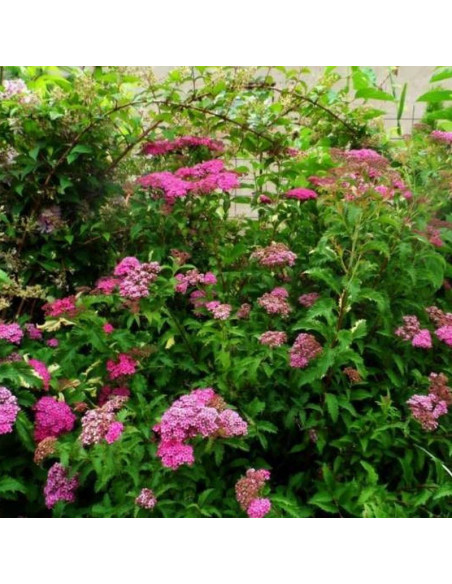 Tawuła japońska Crispa Spiraea japonica