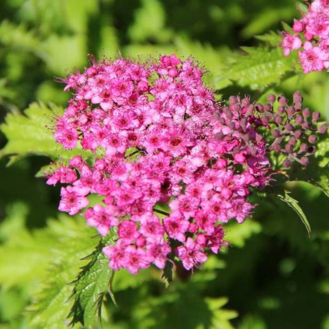 Crispa Spiraea japonica Tawuła japońska Crispa Spiraea japonica Tawuła japońska