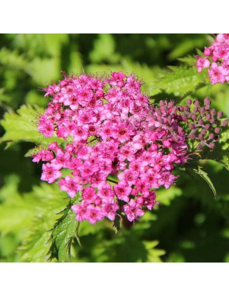 Crispa Spiraea japonica Tawuła japońska