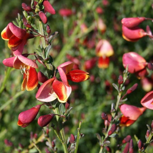 Żarnowiec miotlasty Cytisus Burkwoodii
