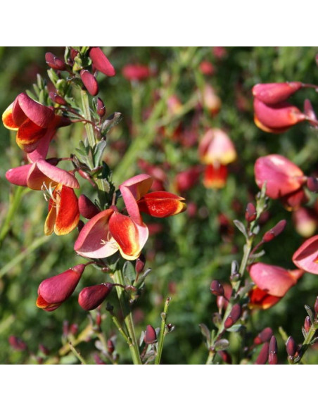 Żarnowiec miotlasty Cytisus Burkwoodii