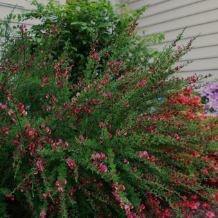 Żarnowiec miotlasty Cytisus Burkwoodii 2