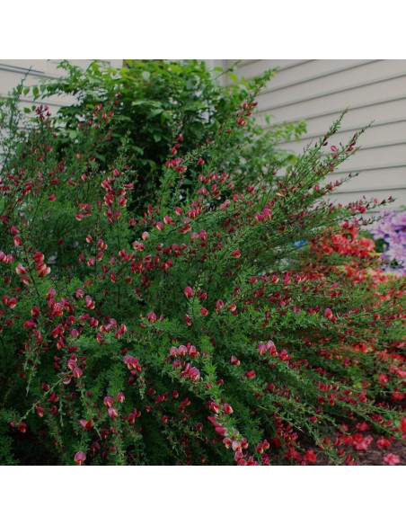 Cytisus Burkwoodii Żarnowiec miotlasty