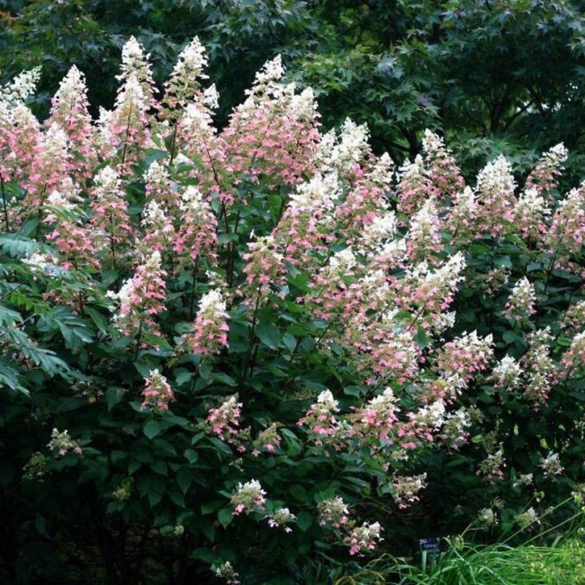 Hortensja bukietowa Big Ben Hydrangea paniculata