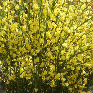 Żarnowiec Luna Cytisus scoparius