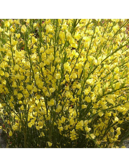 Żarnowiec Luna Cytisus scoparius