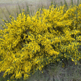 Żarnowiec Luna Cytisus scoparius 2