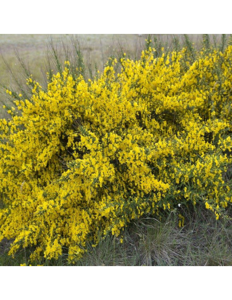 Cytisus scoparius Żarnowiec Luna