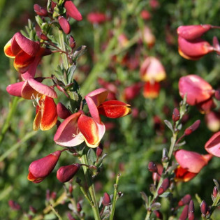 Maria Burkwood Żarnowiec miotlasty Cytisus