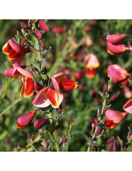 Maria Burkwood Żarnowiec miotlasty Cytisus