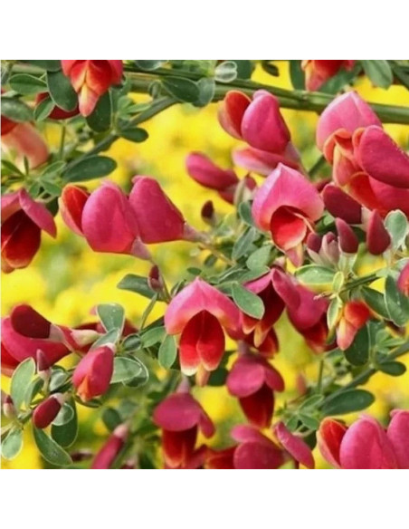 Żarnowiec miotlasty Cytisus Maria Burkwood