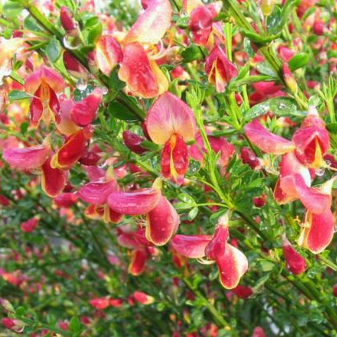 Cytisus Żarnowiec miotlasty Maria Burkwood