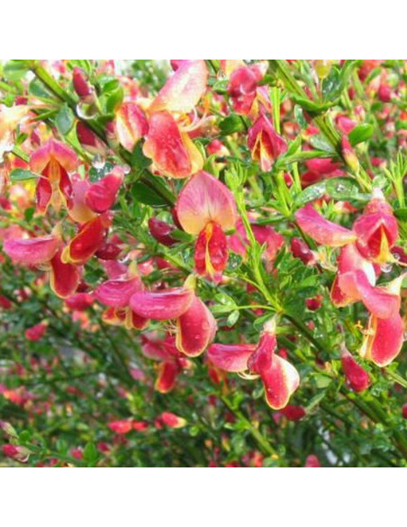Cytisus Żarnowiec miotlasty Maria Burkwood
