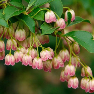 Enkianthus campanulatus Enkiant dzwonkowaty Pagoda