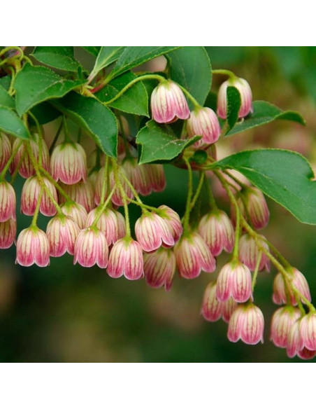 Enkianthus campanulatus Enkiant dzwonkowaty Pagoda