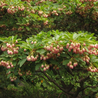 Enkianthus campanulatus Enkiant dzwonkowaty Pagoda 2