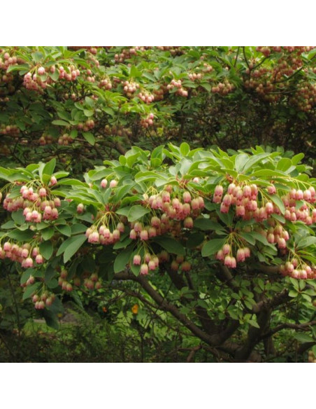 Pagoda Enkiant dzwonkowaty Enkianthus campanulatus