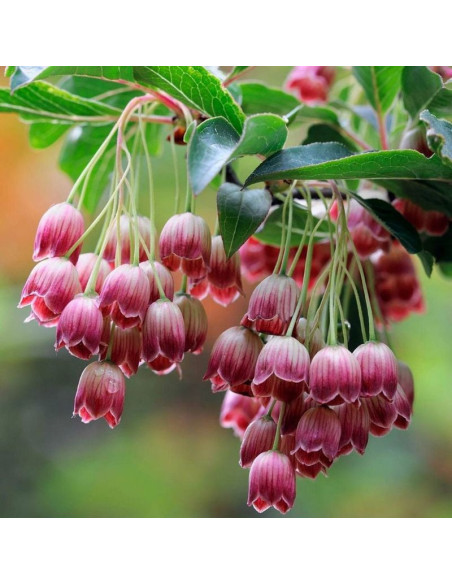 Enkianthus campanulatus Red Bells Enkiant dzwonkowaty