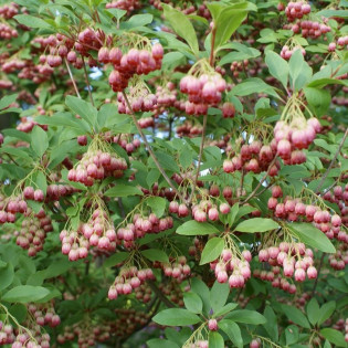Enkianthus campanulatus Red Bells Enkiant dzwonkowaty 2