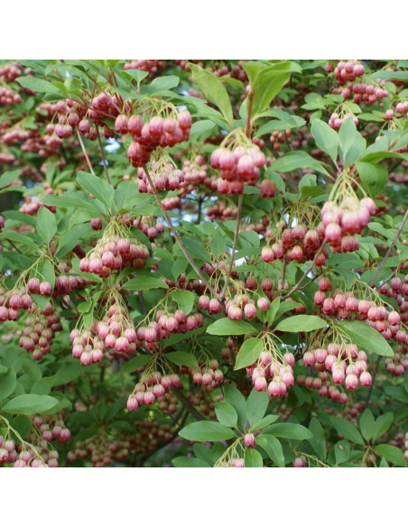 Red Bells Enkianthus campanulatus Enkiant dzwonkowaty