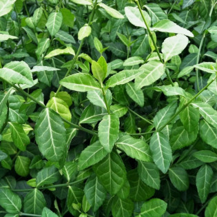 Euonymus fortunei Trzmielina Fortune'a Vegetus