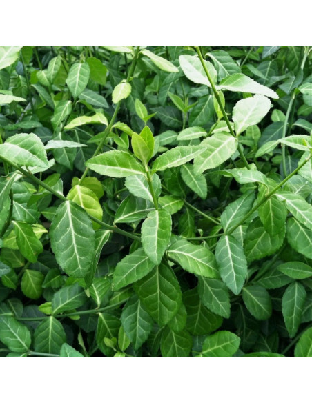 Euonymus fortunei Trzmielina Fortune'a Vegetus