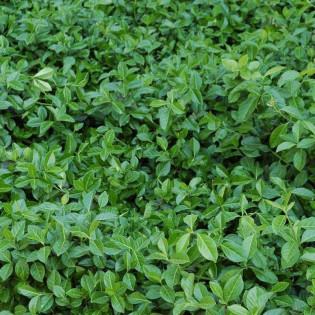 Euonymus fortunei Trzmielina Fortune'a Vegetus 2